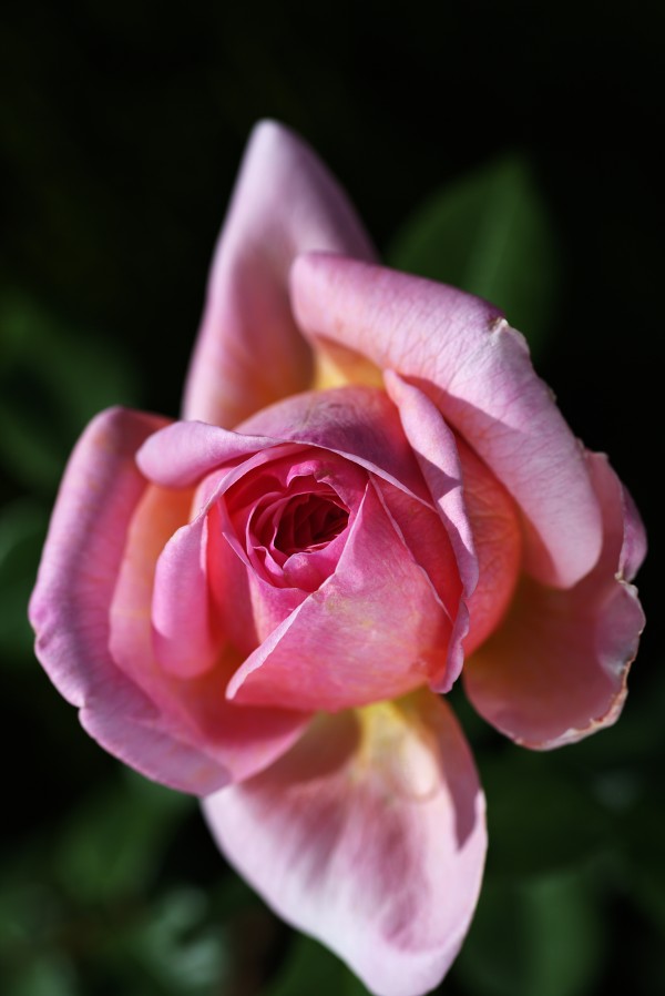 Double Pointed Pink Rose by Joy Watson